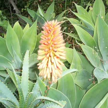 度假居 Casa Flores *