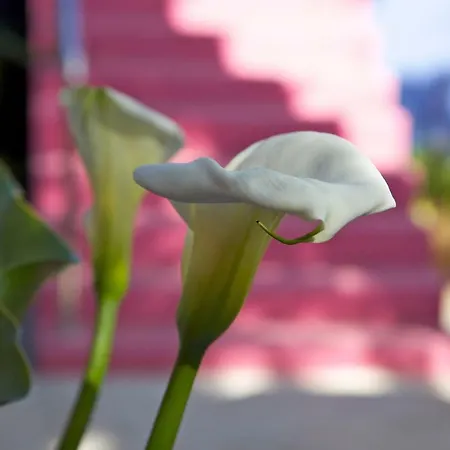 度假居 Casa Flores 洛斯·亚诺斯·德·阿里丹